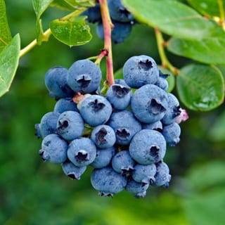 Blueberry Fruit Tea