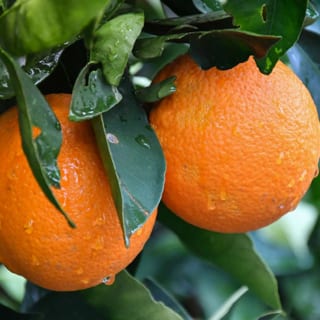Orange Fruit Tea